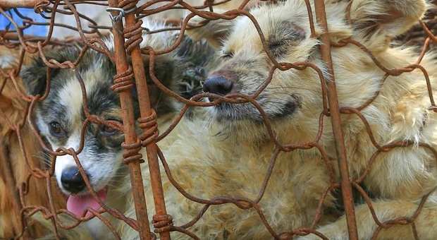 Cani salvati dal macello in Cina (immag diffuse da Humane Society International)