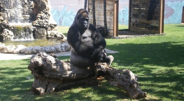 Riù, il gorilla triste (unico esemplare italiano) che vive in uno zoo: per distrarlo anche la tv