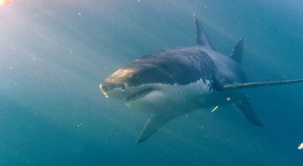 Australia, calci e pugni allo squalo bianco lungo 3 metri: così il surfista si salva la vita