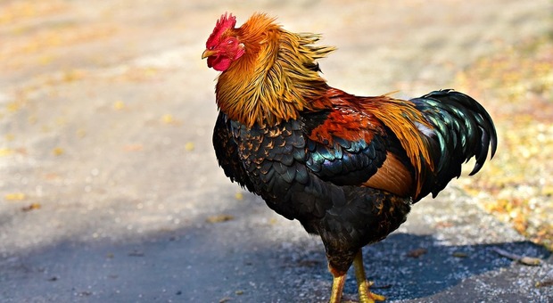 Anziana uccisa da un gallo nel pollaio: beccata su una vena varicosa
