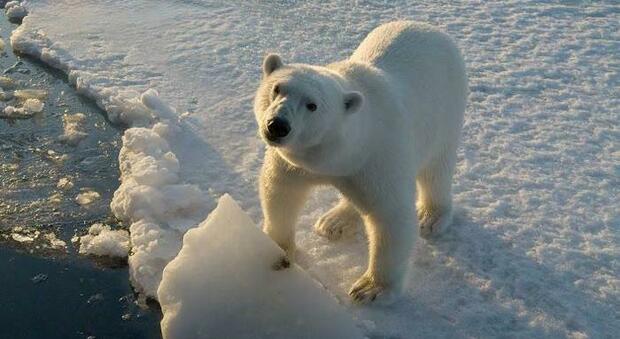 Orsi polari estinti entro la fine del secolo. (immagine pubbl da Ansa)