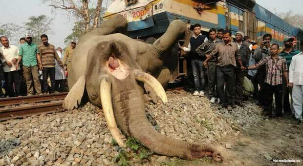 Un elefante selvaggio ucciso da un treno (immagini diffuse da EIA Environmental Investigation Agency via Mediaindia.eu)