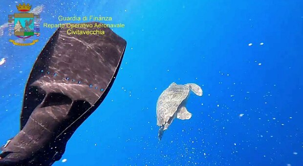 Dodici tartarughe Caretta Caretta messe in mare a Ventotene: immagini spettacolari