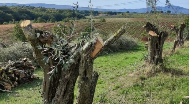 Gallese, strage di olivi: abbattuti 160 alberi per piantare noccioleti