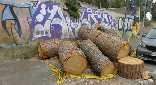 Roma, beffa alberi: abbattuti i sani, quelli malati ancora in piedi