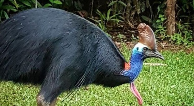 Uomo ucciso da un casuario in Florida: è l'uccello più pericoloso del mondo