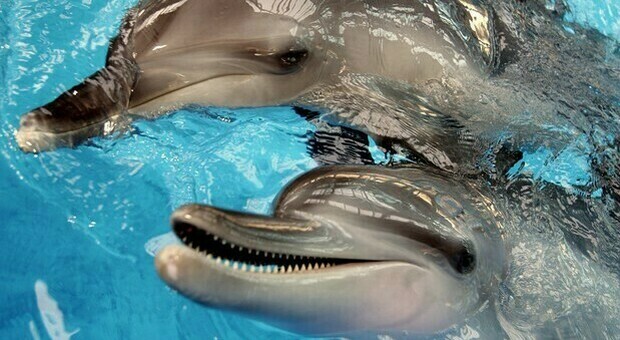 Delfini nelle scatolette di tonno messicane. La scoperta dei ricercatori. (immagine pubbl da Ansa)