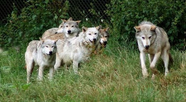 Più cani da guardia contro i lupi, Coldiretti Viterbo soddisfatta per il bando della Regione