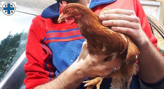 Roma, gallina vagava abbandonata per strada a Prati: salvata da due giovani