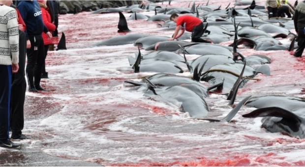Una immagine della mattanza delle balene alle isole Faroe (foto pubblicata da jn.fo e Sea Shepherd)