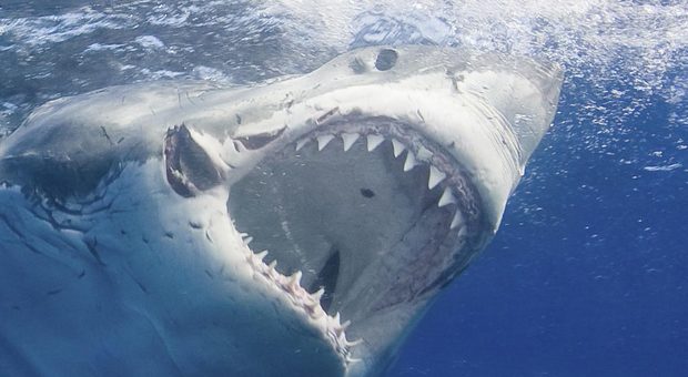profitto bitcoin vasca degli squali del messico