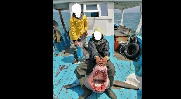 Squalo bianco ucciso dai pescatori nel Mediterraneo: la macabra foto fa il giro del mondo