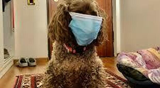 Covid, primo cane contagiato in Italia: è una barboncina di Bitonto infettata dai proprietari. Decaro: «Nessun pericolo per l'uomo»