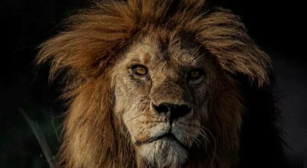 Addio a Bob Junior, il "Re Leone" del Parco Nazionale di Serengeti: «Ucciso dai rivali più giovani»