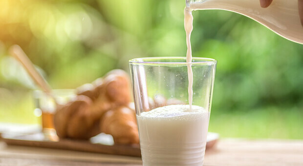 Il latte non aumenta i livelli di colesterolo: lo dice uno studio dell'Università di Reading