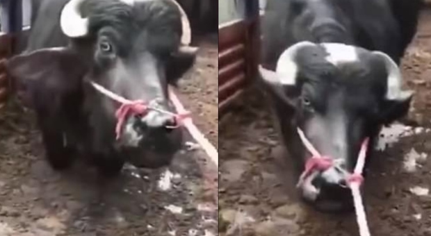 Mucca incinta "piange" in ginocchio per evitare il macello, il video commuove (e le salva la vita)