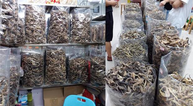 decine di migliaia di cavallucci marini essiccati e messi in vendita in Cina. Uno dei negozi di Guangzhou,specializzati. Foto pubblicate da Kevin Laurie