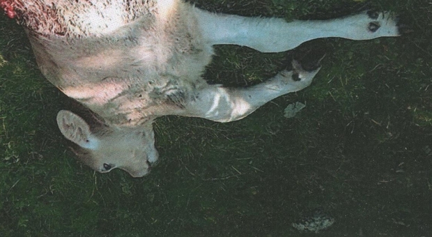 Allevatore e i suoi due cani assaliti dai lupi: dilaniato vitello della mandria
