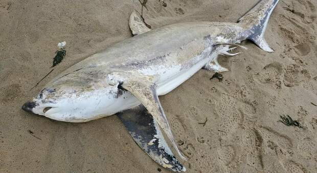 Lo squalo volpe trovato morto congelato a Cape Cod (immag diffusa da Eastham Natural Resources sui social)