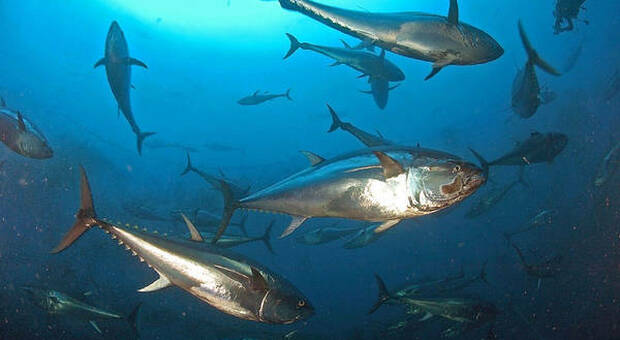 L'Italia perde la battaglia del tonno rosso in Europa. «Per noi 11 tonnellate in meno, danno da 100mila euro»