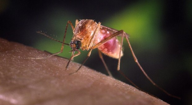Zanzare possono trasmettere il Coronavirus? La risposta degli scienziati sul contagio