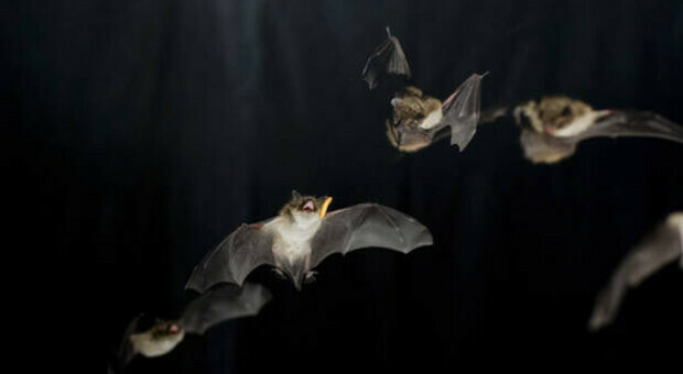 Nei pipistrelli delle grotte del Laos scoperti virus gemelli di Sars Cov-2: così infettano cellule umane