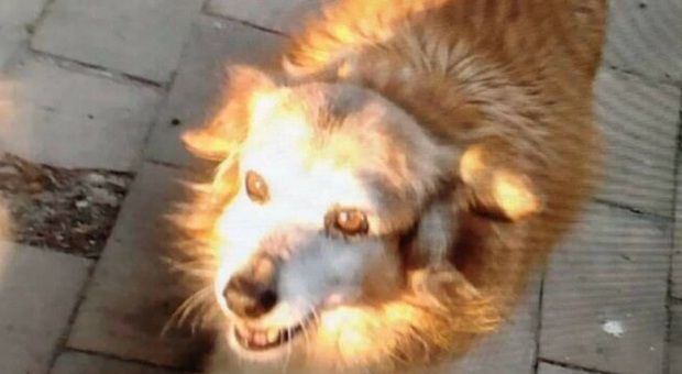 Lanciano petardi contro un cane che finisce investito: si indaga sulla  morte di Musetta