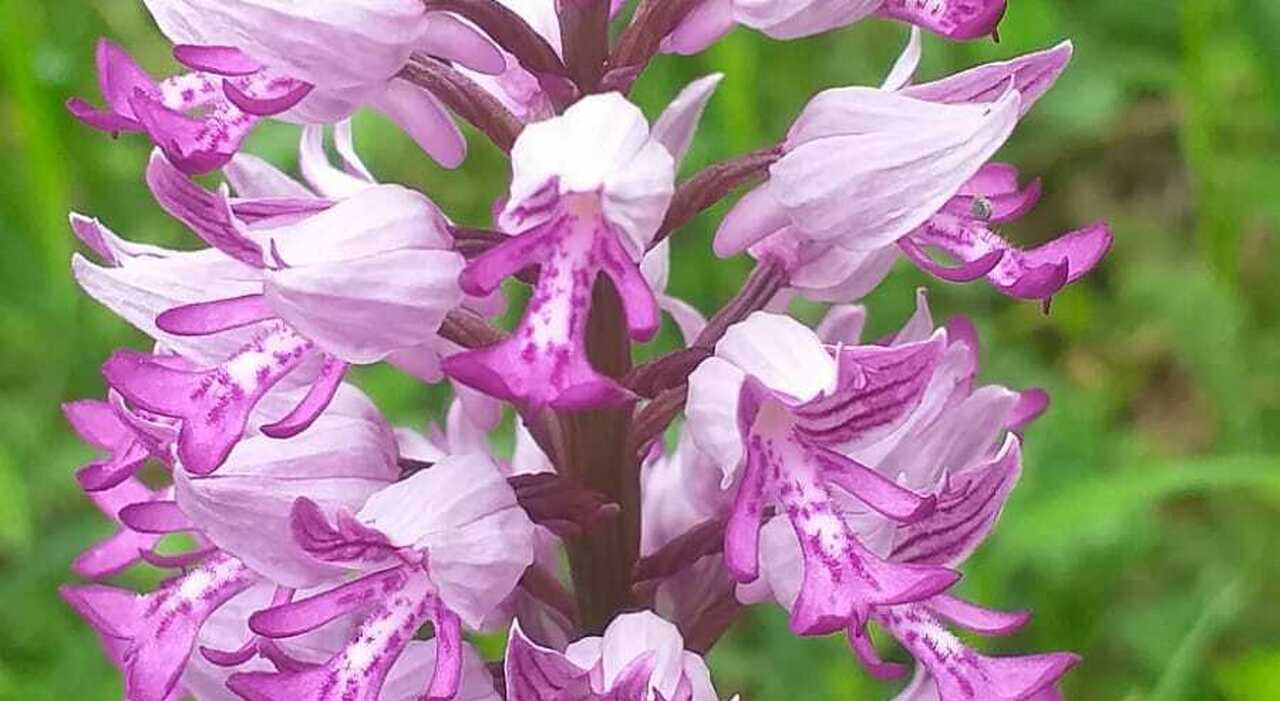 Le orchidee selvagge del Parco Regionale dei Monti Simbruini: 60 specie e una guida