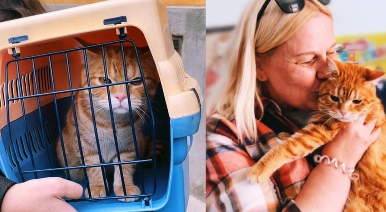 Ucraina, il gatto Simba in fuga dalle bombe ha riabbracciato la famiglia in Italia