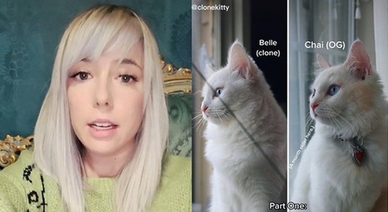 American influencer pays $25,000 to clone her dead cat: an ‘act of love’