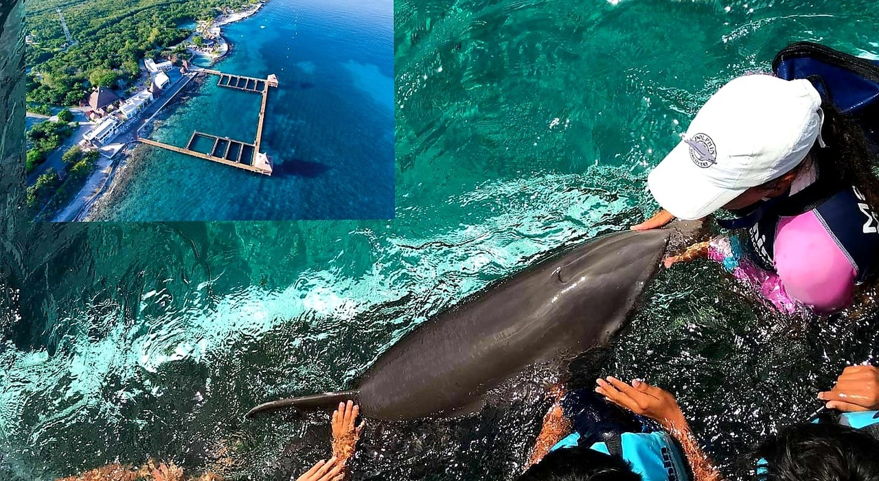 México: Delfines en cautiverio atacan a turista estadounidense y le rompen la espalda: “Estoy en peligro”