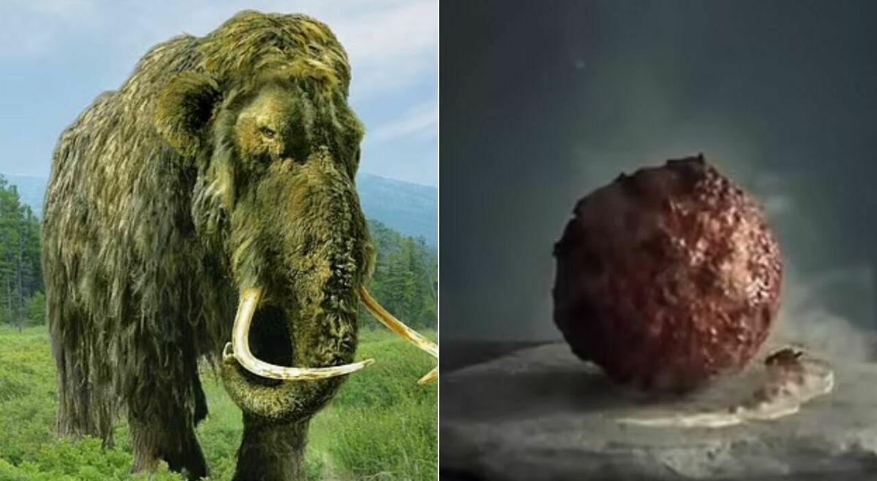 Scientists have recreated mammoth meatballs.  But they are afraid to eat it: ‘It can be deadly’