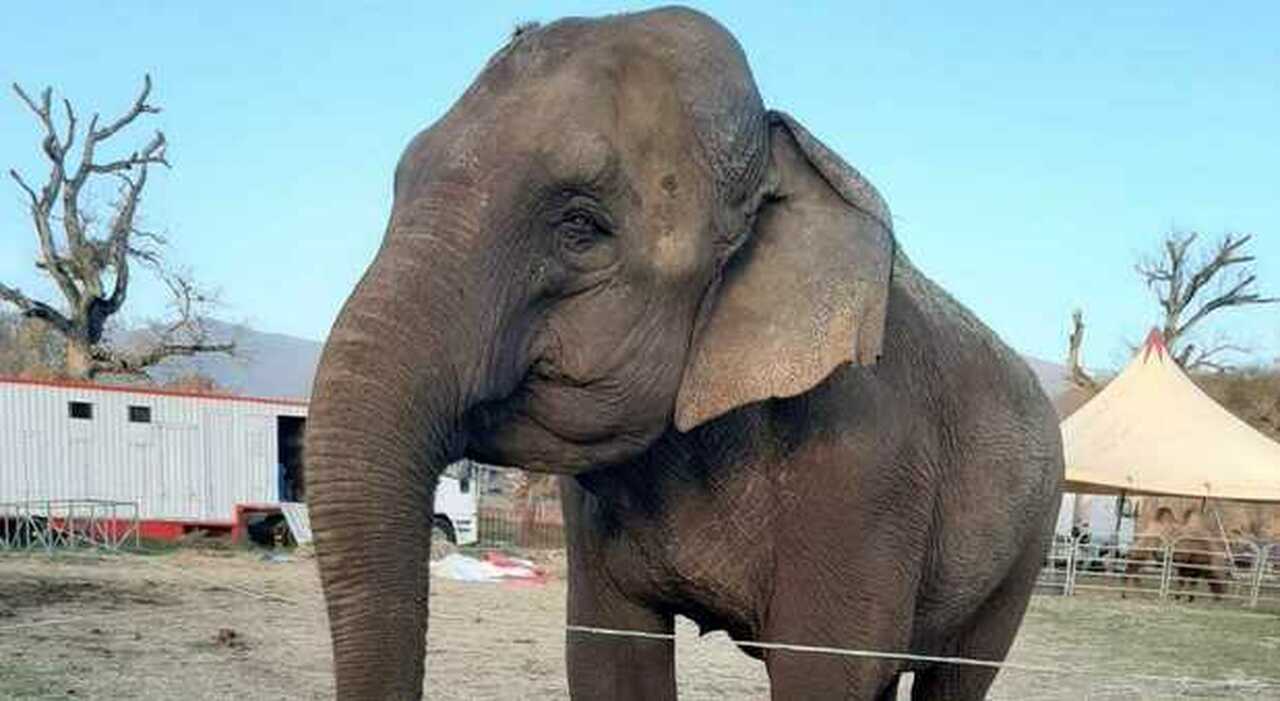 Rieti, addio alla elefantessa Andra, amata in città durante il periodo di stop del circo