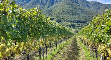 Quattro vini e un "Pica", Cavit inventa la vigna 3.0: l'uva del Trentino fa scuola
