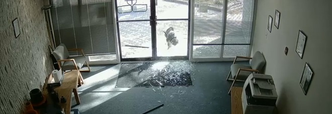 Colorado, una capra distrugge a cornate l'ingresso di un ufficio