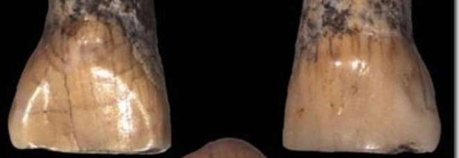 Scoperto dente da latte di bambino di 600mila anni fa a Isernia