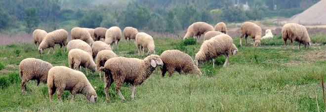 Sassari, pastore stermina l'intero gregge: 135 pecore sgozzate