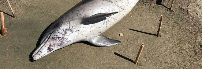 Ladispoli, trovati due delfini morti: uno si spiaggia a Castello Odescalchi