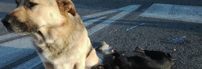 Roma, cane veglia per ore l'amico morto investito sulla Tuscolana: le foto strazianti