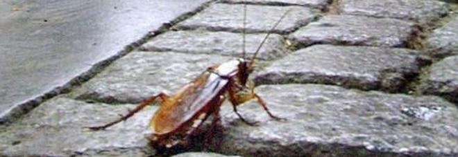 Invasione di scarafaggi nel centro di Adria: affollano le strade e entrano in casa