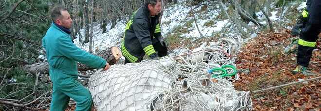 Mucca salvata con l'elicottero: si era ferita sulla montagna in zona impervia