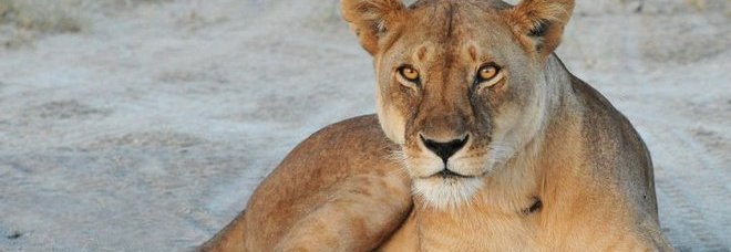 Zoo danese programma dissezione pubblica di una leonessa