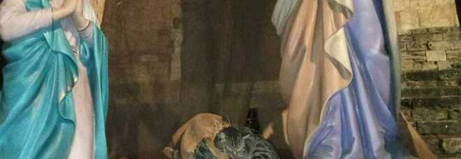 Narni, nel presepe del Duomo il Bambinello non è ancora arrivato: un gattino prende il suo posto sulla paglia e si ripara dal freddo