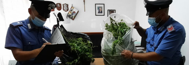 Piante di marijuana coltivate in giardino, due arresti dei carabinieri ad Aprilia