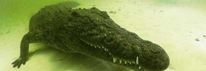 Faccia a faccia con il coccodrillo, gli scatti di due arditi naturalisti nel Botswana