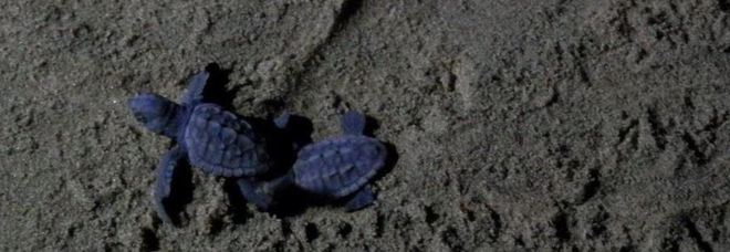 Nate 108 tartarughe sulla spiaggia di Acciaroli nel Cilento FOTO