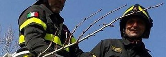 Pappagallo sfugge al proprietario a Pontinia, ma resta impigliato tra i rami di un albero: salvato dai vigili del fuoco