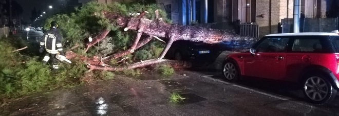 Pescara, pino crolla per le forti piogge: due auto distrutte