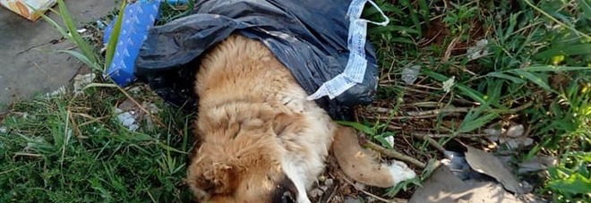 Orrore a Sezze, cane chiuso in un sacco e buttato tra i rifiuti