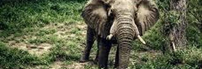 Donna uccisa da un elefante vicino a una riserva naturale in Nepal
